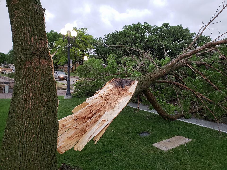 Split tree
